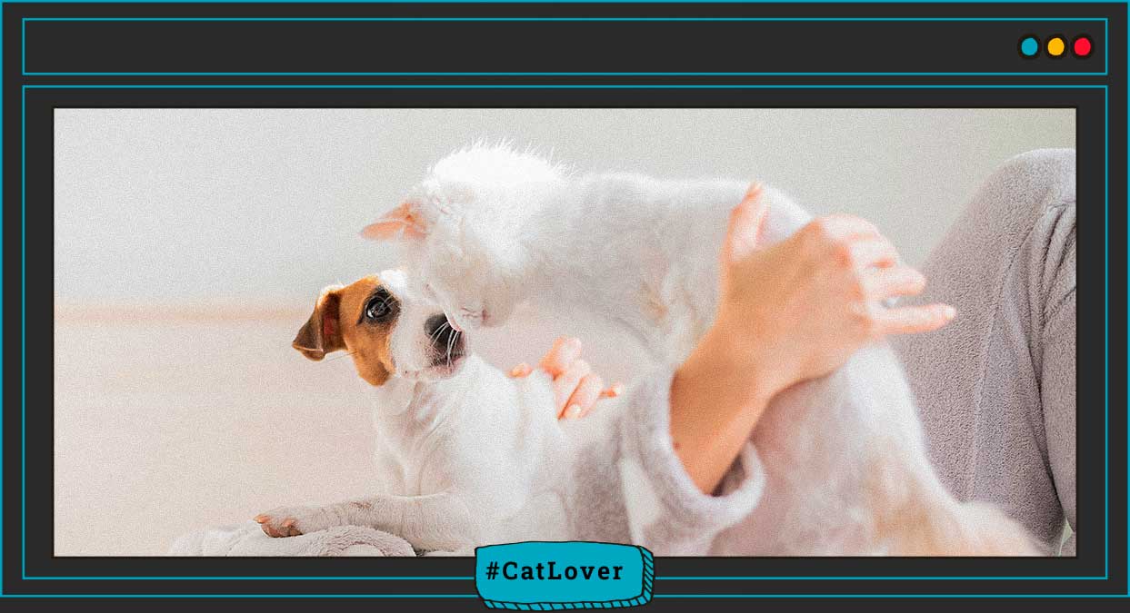 adaptacion entre gatos y perros